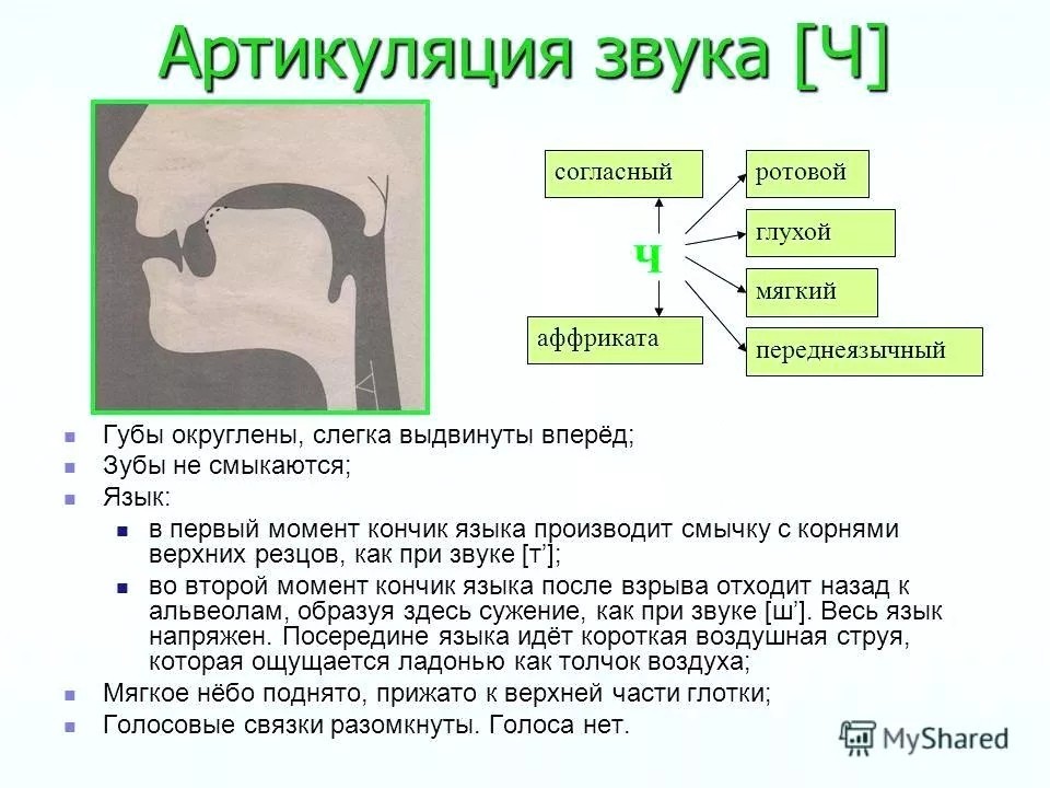 Миофункциональный Логопед