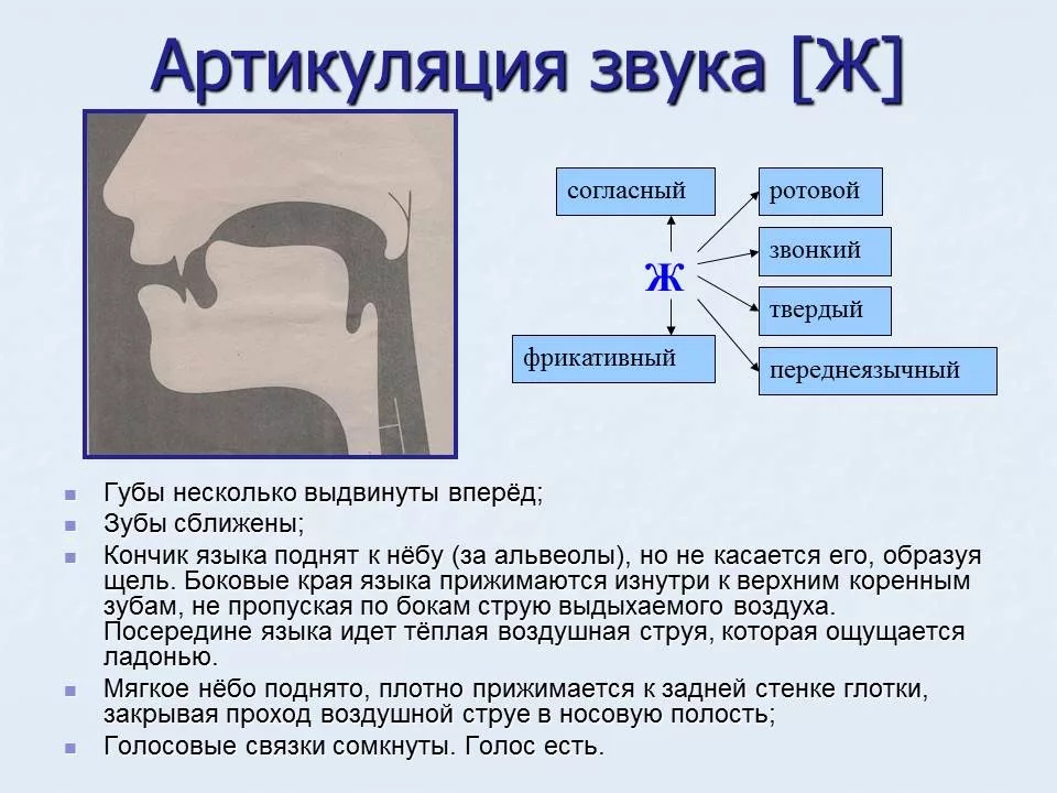 Миофункциональный Логопед