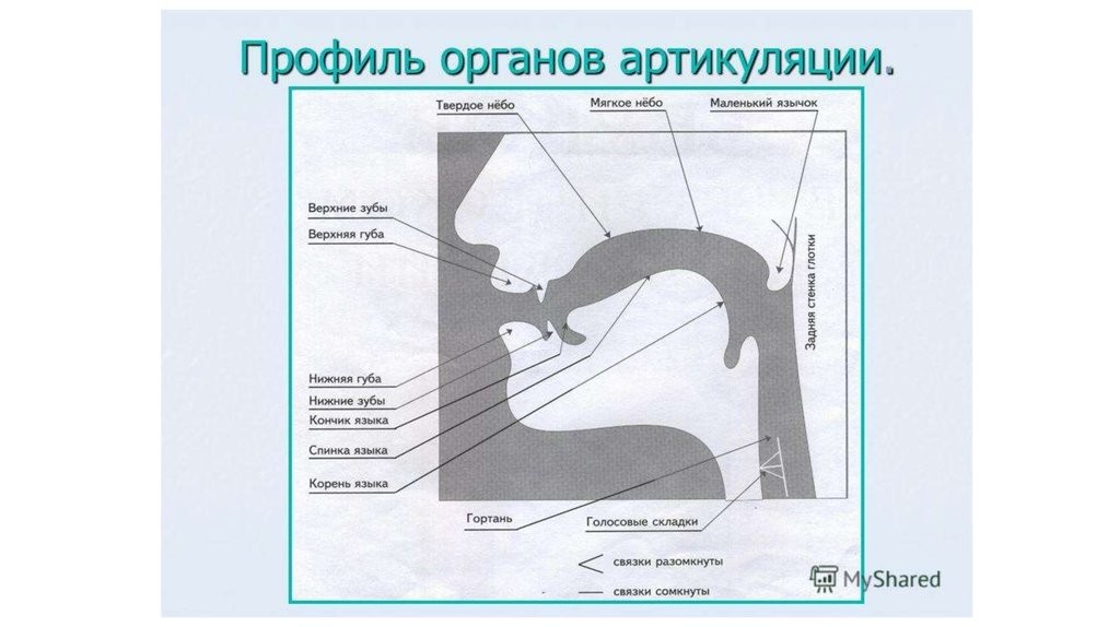 Миофункциональный Логопед